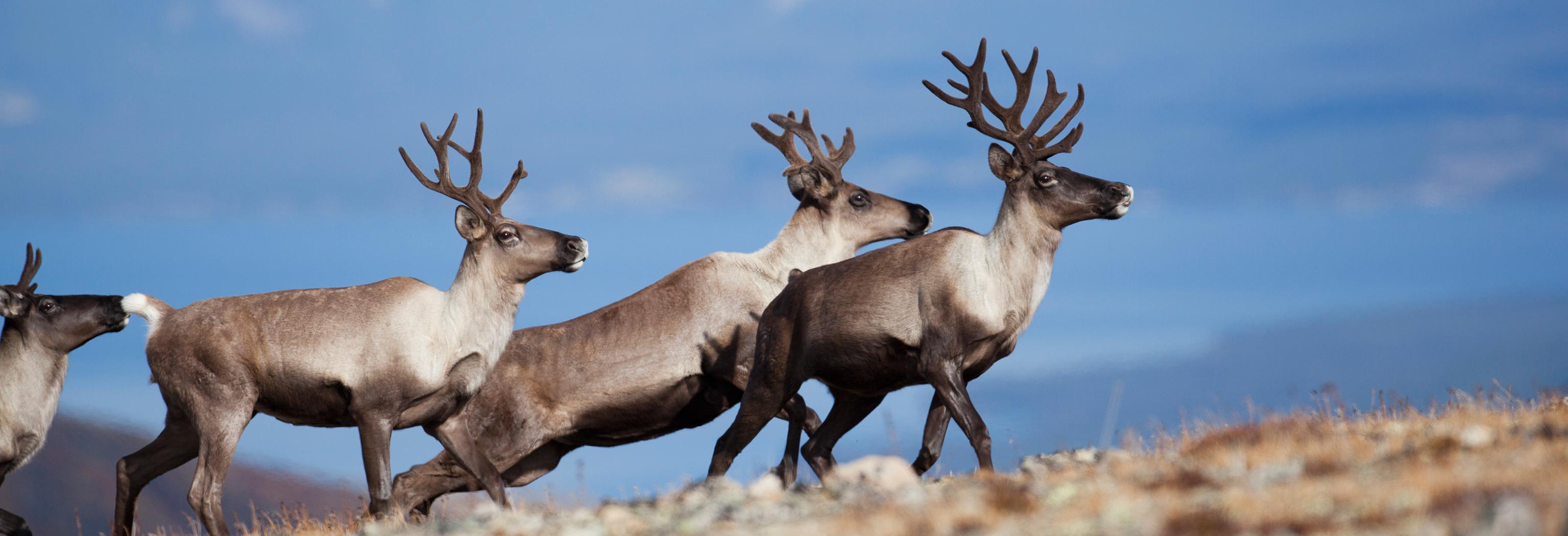 Woodland Caribou - Nicolas DORY